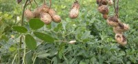 /album/fotogaleria/planta-de-mani-jpg/